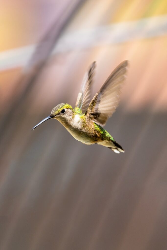 Colibri Symbole du Médiateur Santé Pair